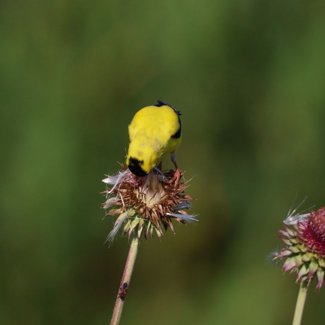 Tails Up Upside Down Goldfinch Feeder - Keep House Sparrows Out!