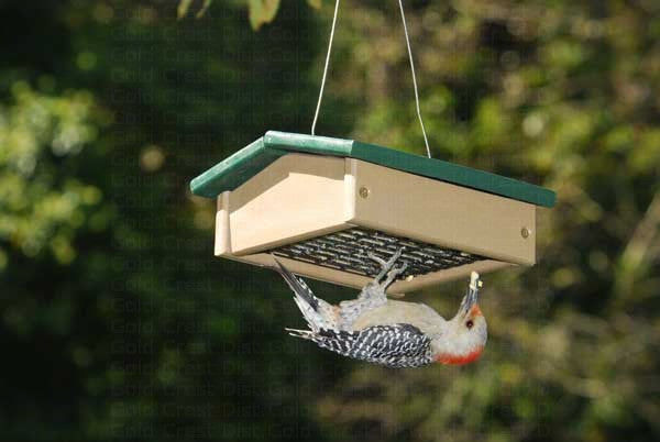 Small Upside Down Suet Feeder image 0