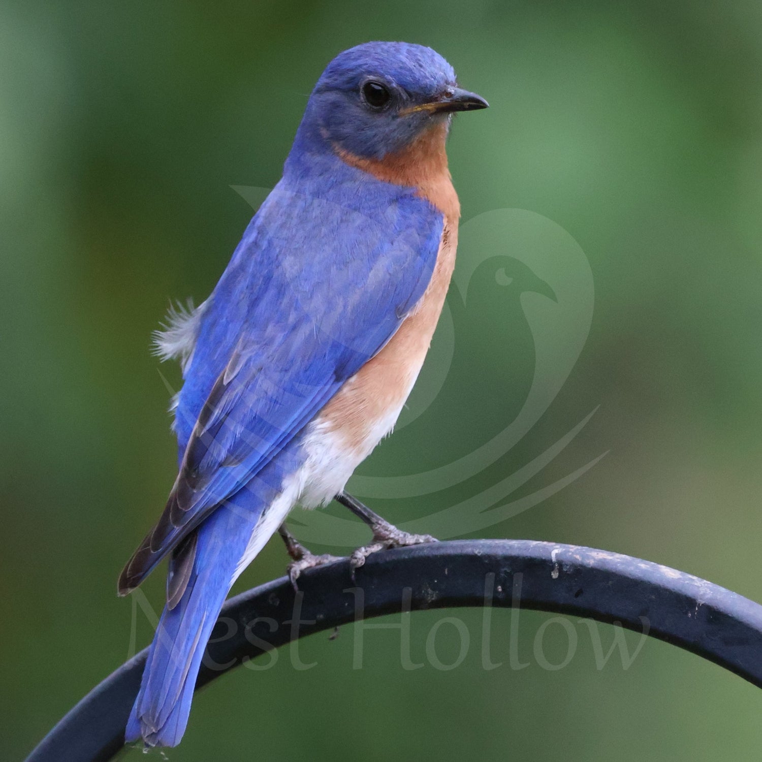 Bluebird Shop