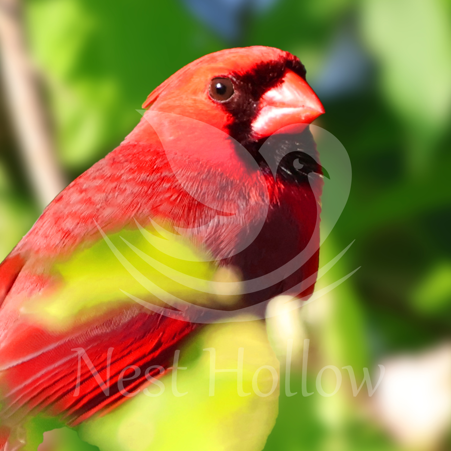cardinal collection image - Nest Hollow Image