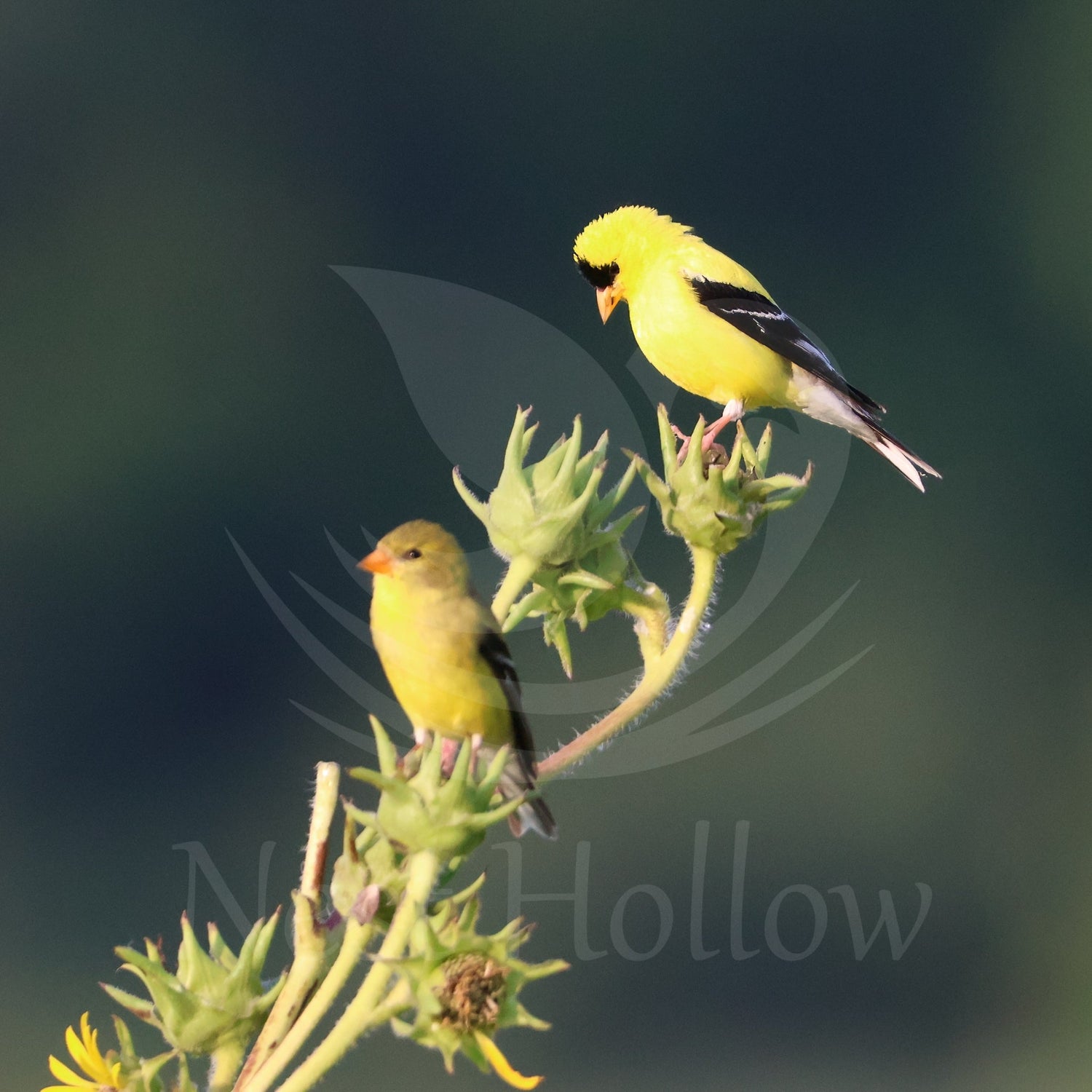 Goldfinch Shop
