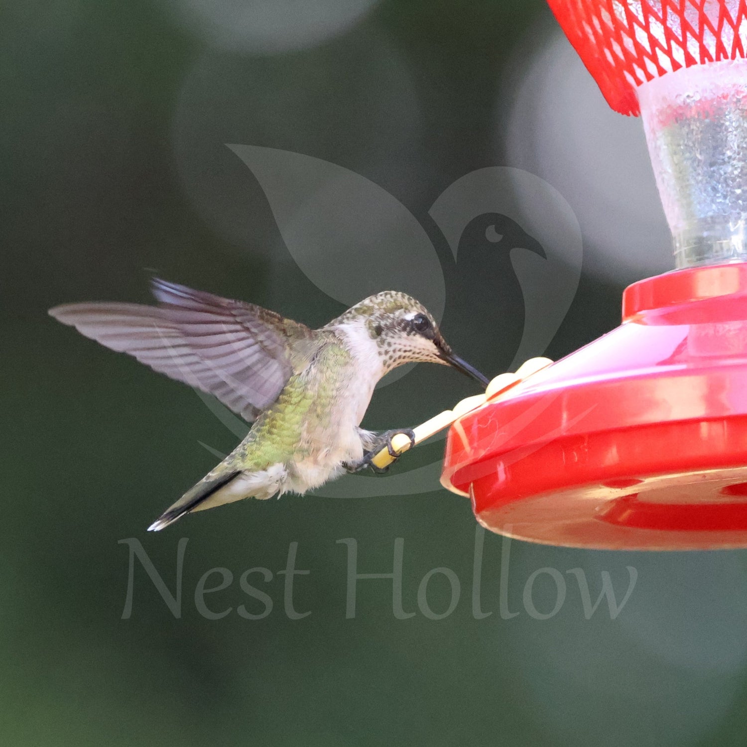 Hummingbird Shop