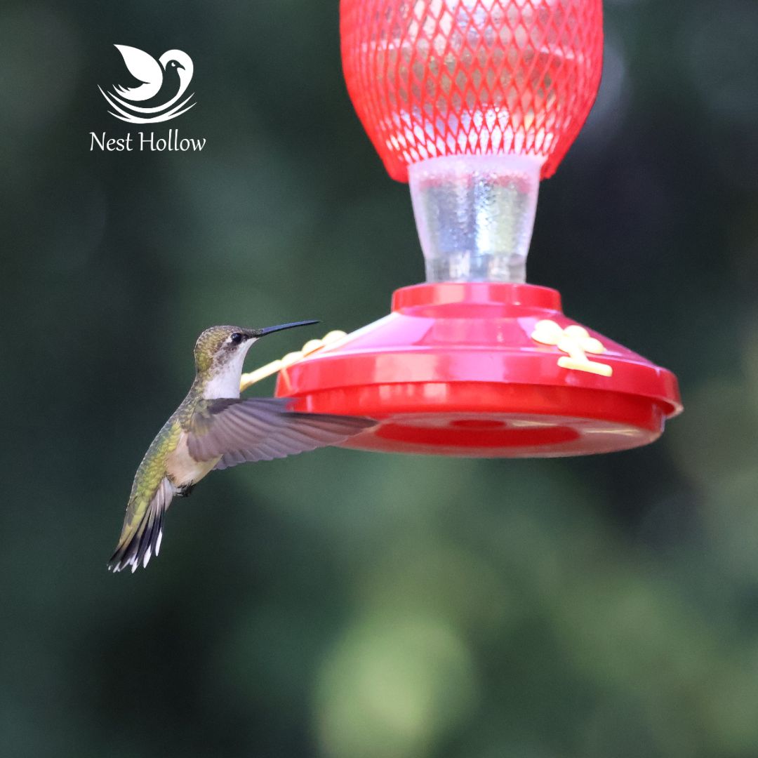 Easy Swap Hummingbird Feeder (x2)+ Ant Moat (x1) Bundle image 2