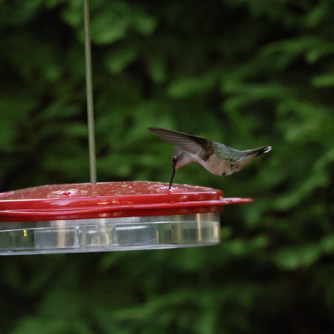Classic Saucer Hummingbird Feeder with Ant Moat image 3