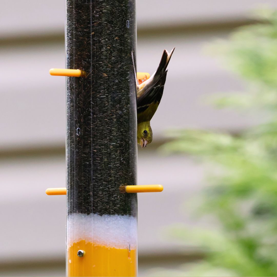 Goldfinch Feeding Bundle- Upside Down Feeder and Hanging Dome Baffle image 6