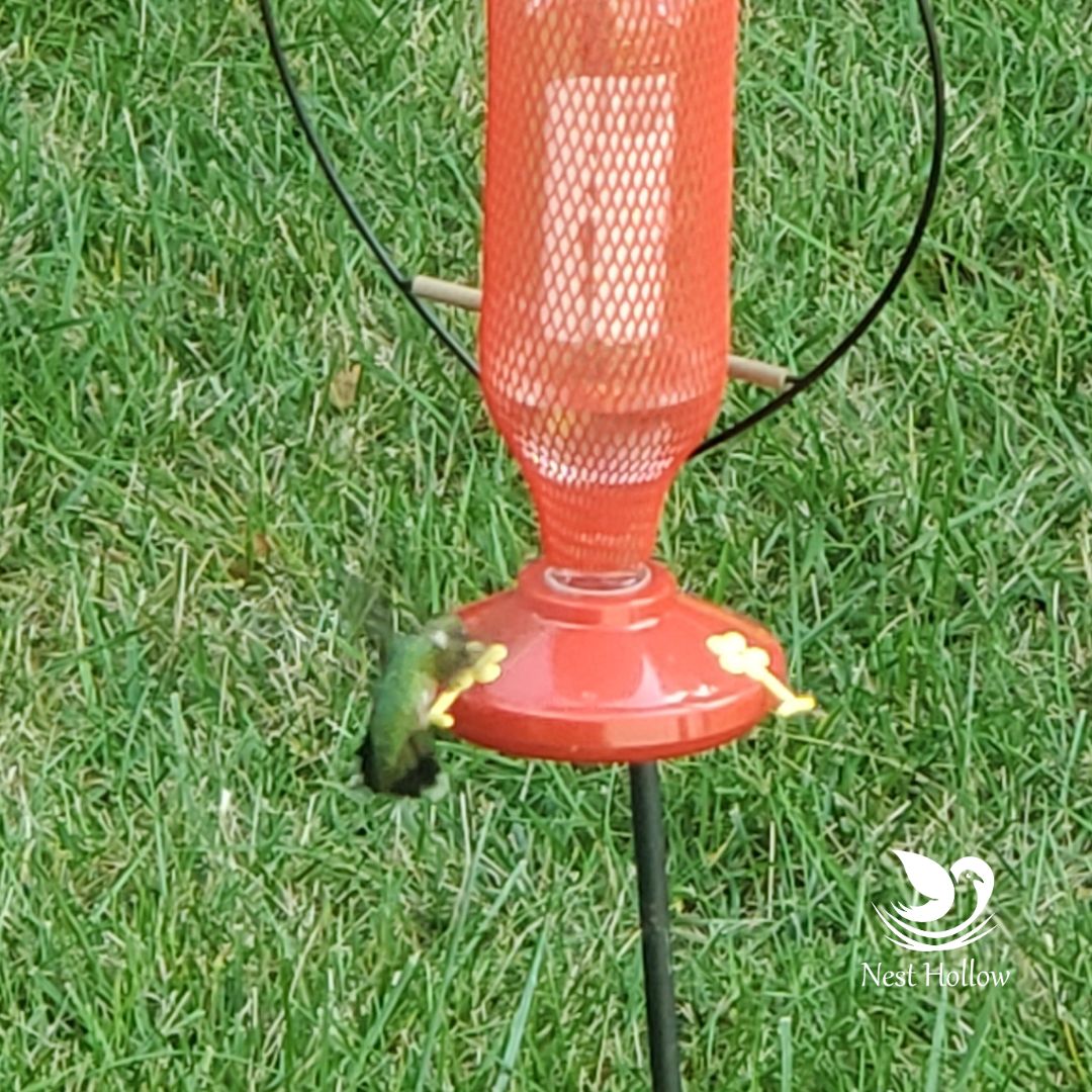 Easy Swap Hummingbird Feeder (x2)+ Ant Moat (x1) Bundle image 3