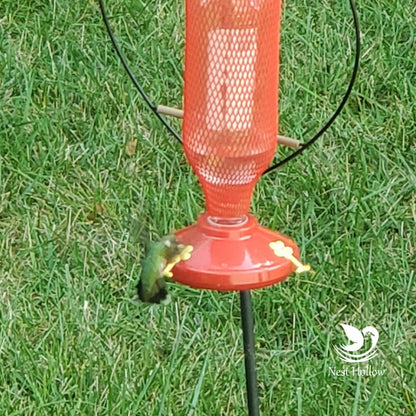 Easy Swap Hummingbird Feeder (x2)+ Ant Moat (x1) Bundle image 3