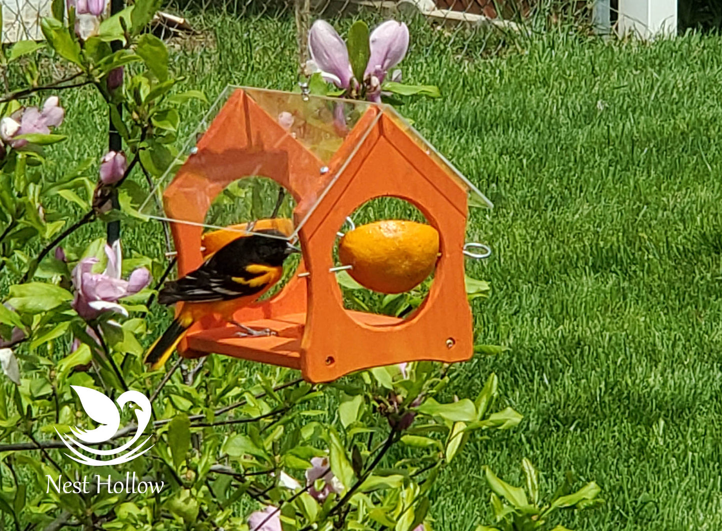 Oriole Feeder Cafe - Orange and Jelly Feeder Combo image 4