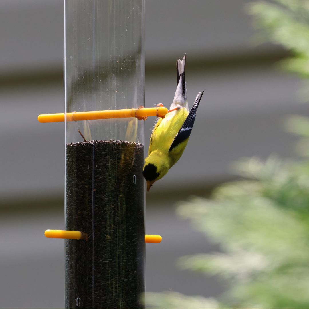 Goldfinch Feeding Bundle- Upside Down Feeder and Hanging Dome Baffle image 1