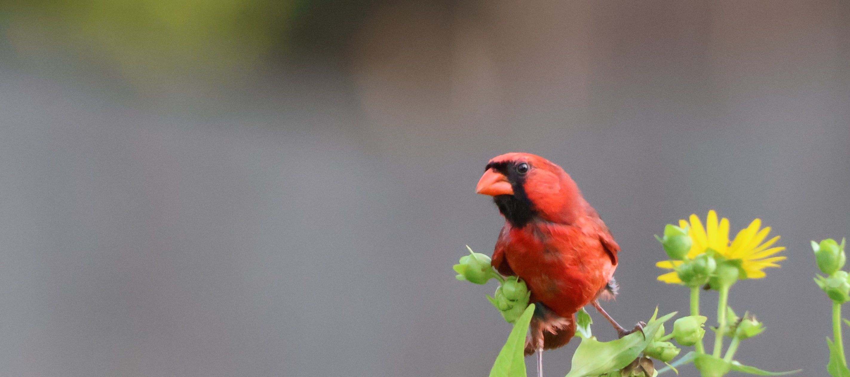 NOrthern Cardinal - BAnner