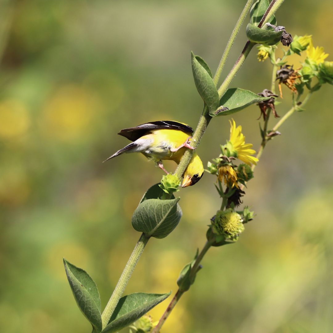 Tails Up Upside Down Goldfinch Feeder - Keep House Sparrows Out!