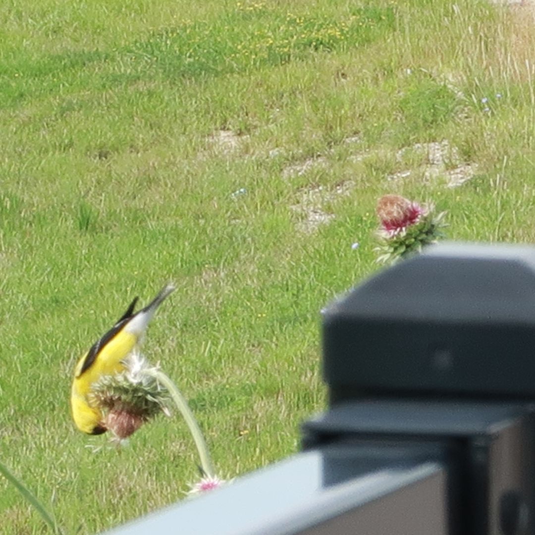 Tails Up Upside Down Goldfinch Feeder - Keep House Sparrows Out!