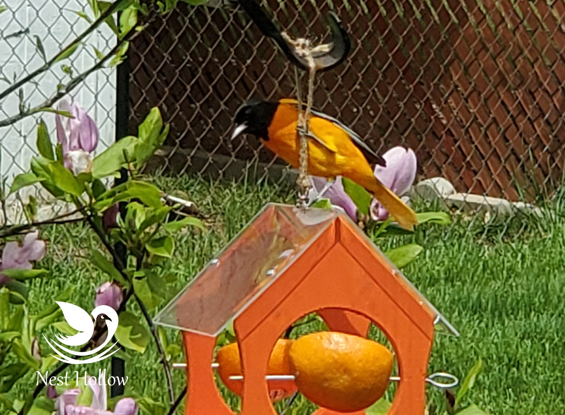 Oriole Feeder Cafe - Orange and Jelly Feeder Combo image 2