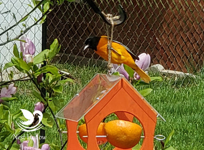 Oriole Feeder Cafe - Orange and Jelly Feeder Combo image 2