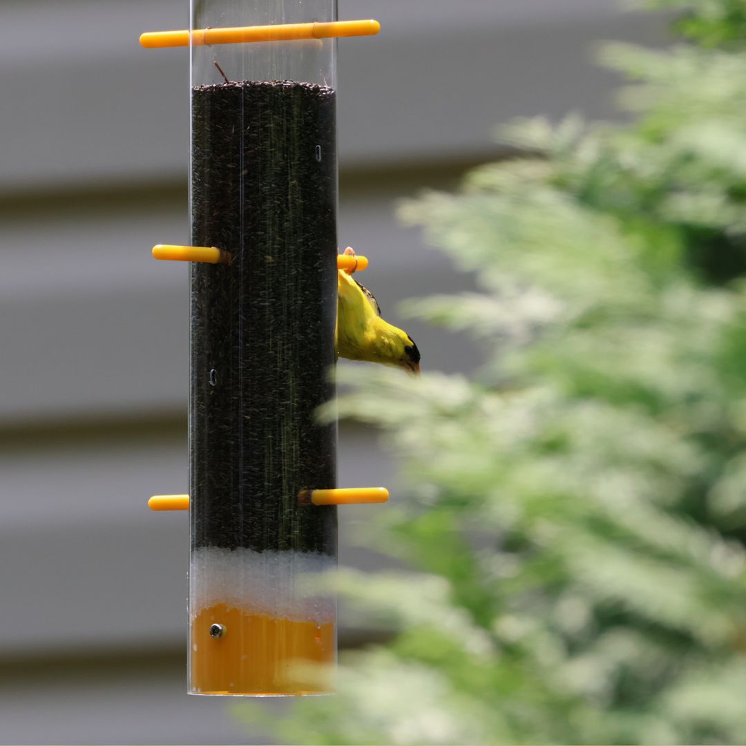 Goldfinch Feeding Bundle- Upside Down Feeder and Hanging Dome Baffle image 2
