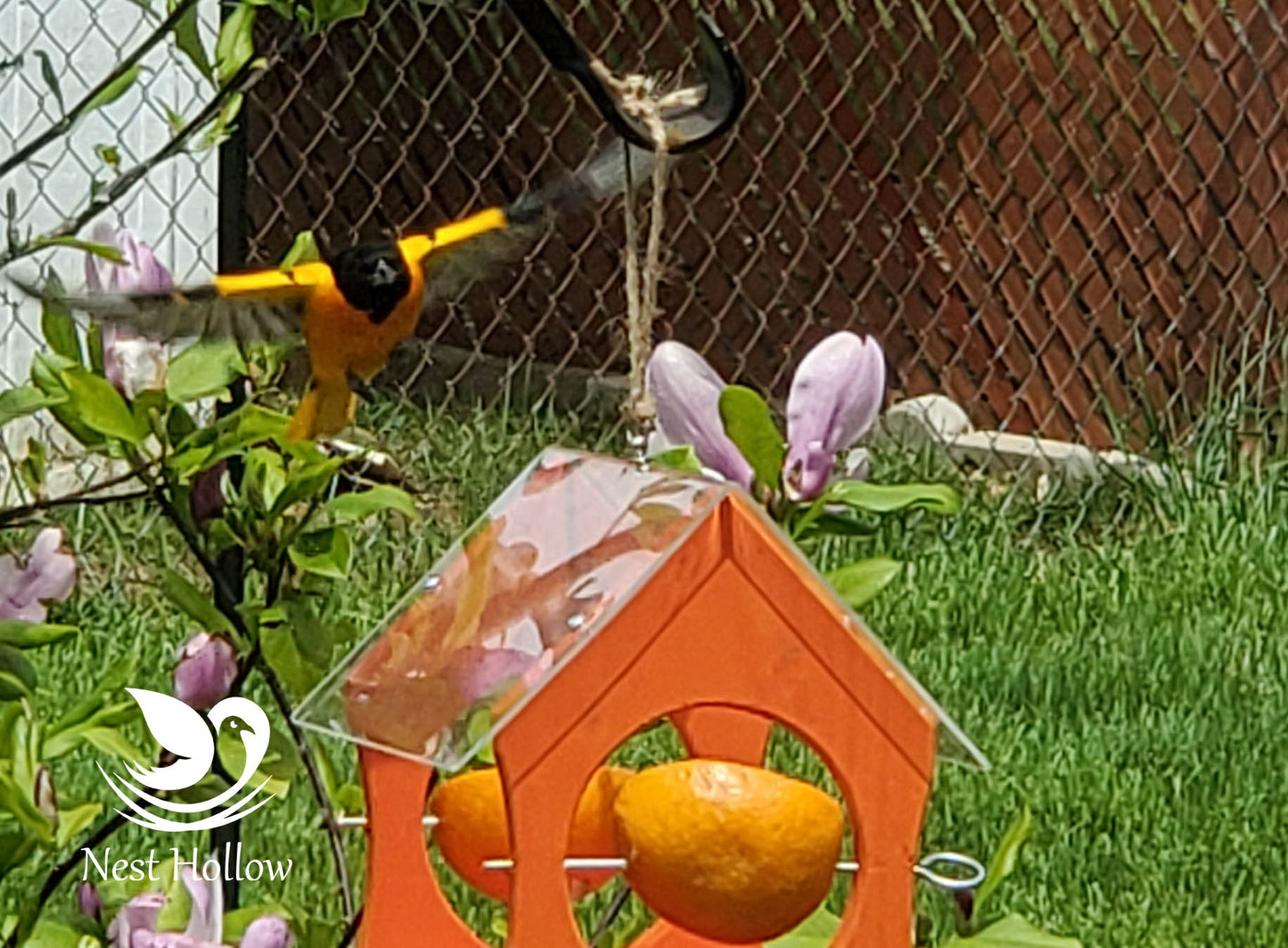 Oriole Feeder Cafe - Orange and Jelly Feeder Combo image 1
