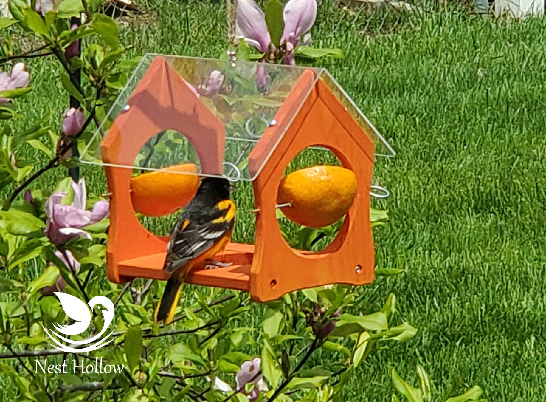 Oriole Feeder Cafe - Orange and Jelly Feeder Combo image 5