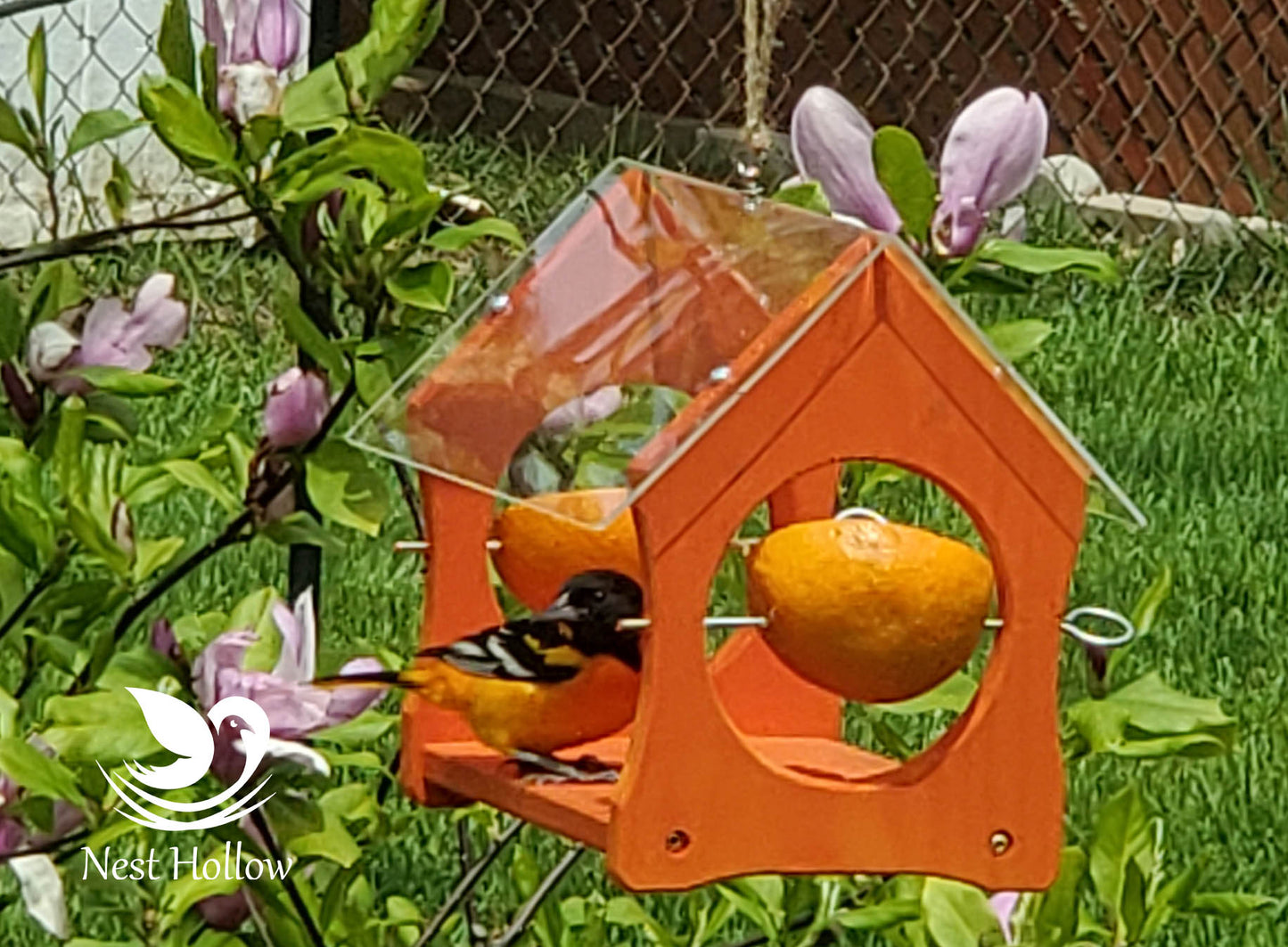 Oriole Feeder Cafe - Orange and Jelly Feeder Combo image 0