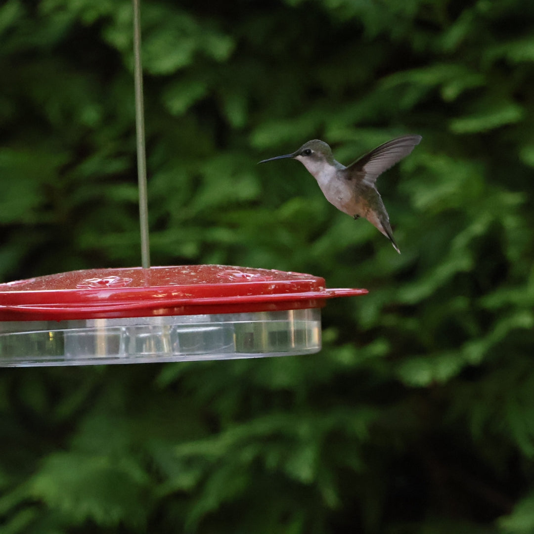 Classic Saucer Hummingbird Feeder with Ant Moat image 1