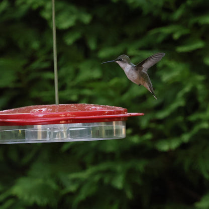Classic Saucer Hummingbird Feeder with Ant Moat image 1