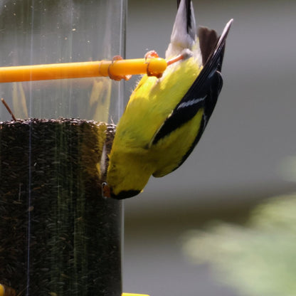 Tails Up Upside Down Goldfinch Feeder - Keep House Sparrows Out!
